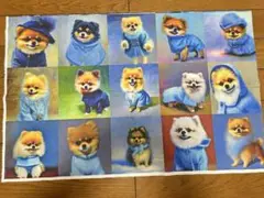 52.ポメラニアン