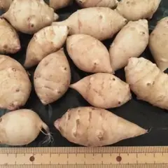 菊芋 ネコポス