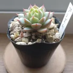 多肉植物 プリズム 抜き苗