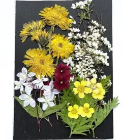 H-11　押し花　花ミックス　5種類 "