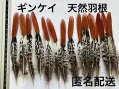 ギンケイの羽根（フェザー）　NO２　鳥の羽根　１５枚