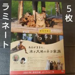 映画　劇場版　岩合光昭の世界のネコ歩き　ラミネート+　チラシ　フライヤー　５枚