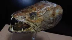 タライロンの頭部剥製