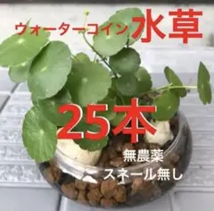 ☆冬場こそメダカに愛情を☆増えるウォーターマッシュルーム☆ウォーターコイン〜☆