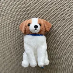 コーイケルホンディエのおでこちゃん　おすわり　VMC