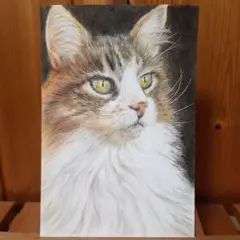 色鉛筆画　手描き　猫さん