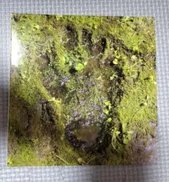 CD + DVD ザ・クロマニヨンズ ファースト　紙スリーブ