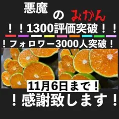 悪魔のみかん 5キロ