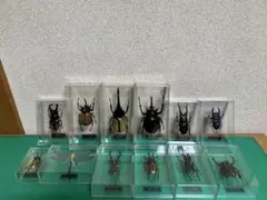 デアゴスティーニ 世界の昆虫データブック 付録フィギュア 12体セット