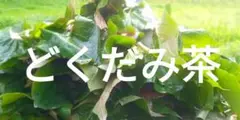 乾燥どくだみ どくだみ茶 ドクダミ