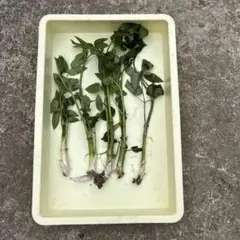 紅ウド　苗　株　まとめてセット 紅ウド 苗 株 まとめてセット