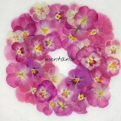 374.押し花アソート〜ピンク系 ビオラ詰め合わせ 押し花素材