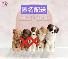 いっしょにねんね わんこ　3種