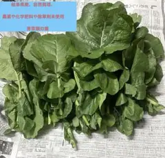 Item thumbnail for item 978e3eed-260a-4eac-88e5-5b3dc4e0835b