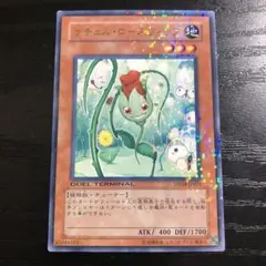ナチュルローズウィップ　DT