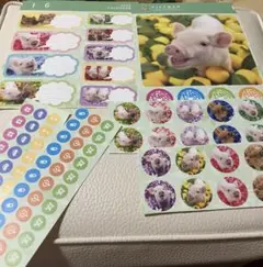 マイクロブタ　ステッカー