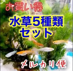 水草セット 5種類➕おもり5個 アナカリス マツモ アマゾンフロッグピット