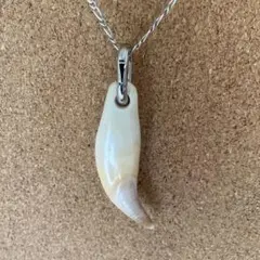 熊の牙　ツキノワグマ　牙　6cm ネックレス　キーホルダー　魔除け　トップのみ