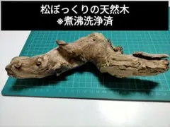 ★松ぼっくりの天然木 オブジェ 置物 インテリア