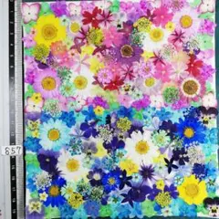 押し花素材　NO857 ノースボール ビオラ 紫陽花　バーベナ 小花　押し花