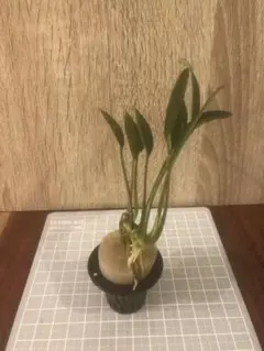 ブセファランドラ アリダルムジュピター