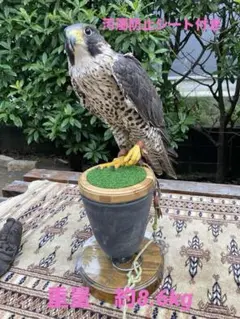 猛禽類 フクロウ ステンレス パーチ 5kg 訳あり ステンレス製 OWLパーチ 半ロープ仕様 Mサイズ 約15kg