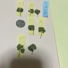 7つ葉　8つ葉　9つ葉　11つ葉　8/1 多葉クローバー　四つ葉