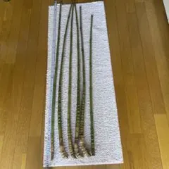 布袋竹ーー10