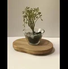杉の小さめ飾り台 豆型
