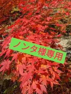 テンマクデザイン炎幕TCDX