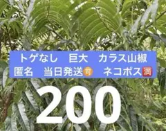 Item thumbnail for item 628c0604-30ca-4649-a22e-c5d649d2afd5