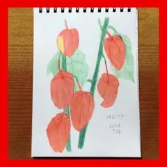 今年８８歳になるおばあちゃんの鉛筆画【ほおづき】イラスト 絵画 色鉛筆画