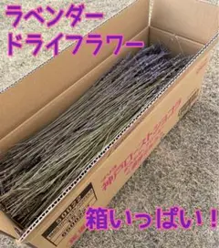 1点のみ❗️ラベンダードライフラワー★箱いっぱい大量