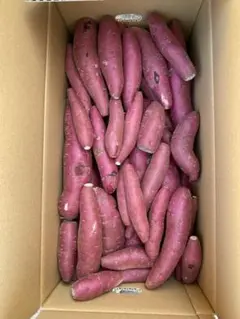 ふくむらさき 訳あり 10キロ 限定1