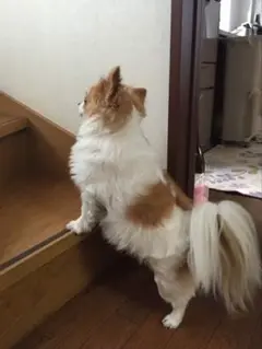 Item thumbnail for item 7be965bf-5b59-48d2-bd3a-fb0acf6b354f