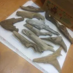 Item thumbnail for item 51dd9489-4f8c-4d3e-b235-5ed548d1065e