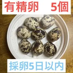 並うずら　有精卵　5個　ハンドメイド用