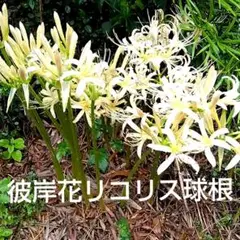 彼岸花 リコリス球根白5球赤7球