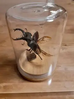 ミヤマクワガタの剥製