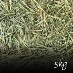 Item thumbnail for item 93377c14-def7-4054-bb8e-003bb509a16f