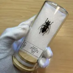 【昆虫標本】ホウセキカミキリ　ガラスケース入り