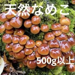 12 天然なめこ 500g以上 天然ナメコ きのこ キノコ 茸