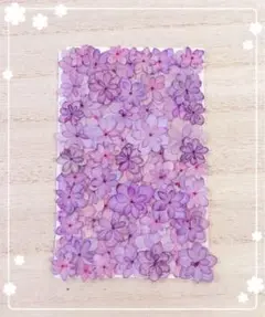 【押し花 素材】てまりてまりアジサイパープル ⑩