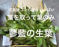蓼藍の生葉　ねこポスいっぱい　2025年　1番藍　　染料　染色　ジャパンブルー