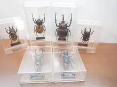 カブトムシ クワガタ　模型セット 6体