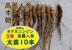 高麗人参20本 2年生苗 m79180310939_1.jpg?1750746404