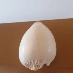 ヤシガイ　貝殻