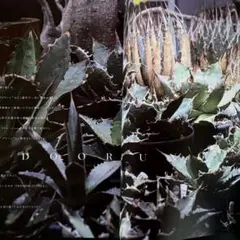 INDOOR JUNGLE アガベ・チタノタ ネームド図鑑 2 indoor-jungle01-213x300.jpg