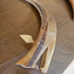 水牛の角