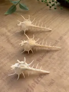 貝殻 巻貝 ホネガイ ミニサイズ